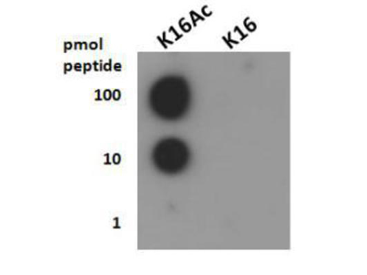 HIST4H4 Antibody - Dot Blot of rabbit Histone H4 [ac Lys16] Antibody. Lane 1: K16Ac. Lane 2: K16. Load: 1, 10, and 100 picomoles of peptide. Primary antibody: Histone H4 [ac Lys16] antibody at 1:1000 for 45 min at 4°C. Block: 5% BLOTTO overnight at 4°C.
