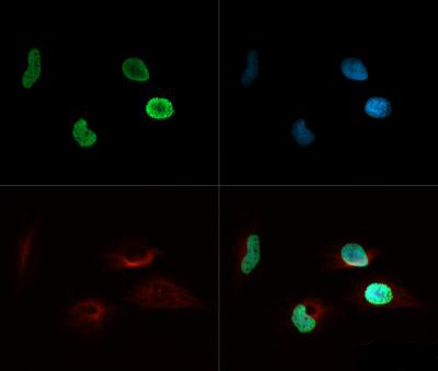 HIST4H4 Antibody - Immunofluorescence of rabbit Anti-Histone H4 [ac Lys8] Antibody. Tissue: HeLa cells. Fixation: 0.5% PFA. Antigen retrieval: Not required. Primary antibody: Histone H4 [ac Lys8] antibody at a 1:100 dilution for 1 h at RT. Secondary antibody: Dylight 488 secondary antibody at 1:10,000 for 45 min at RT. Localization: Histone H4 [ac Lys8] is nuclear. Staining: Histone H4 [ac Lys8] is expressed in green, nuclei and alpha-tubulin are counterstained with DAPI (blue) and Dylight 550 (red).