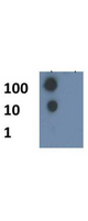 HIST4H4 Antibody - Dot Blot of rabbit Histone H4 [ac Lys8] Antibody. Lane 1: K8 Ac. Lane 2: K8 unmodified. Load: 1, 10, and 100 picomoles of peptide. Primary antibody: Histone H4 [ac Lys8] antibody at 1:1000 for 45 min at 4°C. Secondary antibody: DyLight 488 rabbit secondary antibody at 1:10,000 for 45 min at RT. Block: 5% BLOTTO overnight at 4°C.