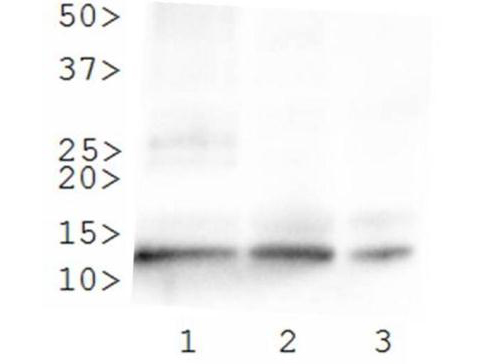 HIST4H4 Antibody - Western Blot of rabbit Anti-Histone H4 [ac Lys8] Antibody. Lane 1: HeLa histone prep. Lane 2: 3T3 histone prep. Lane 3: C. elegans embryo lysate. Load: 30 µg per lane. Primary antibody: Histone H4 [ac Lys8] at 0.2 µg/ml for overnight at 4°C. Secondary antibody: rabbit secondary antibody at 1:10,000 for 45 min at RT. Block: 5% BLOTTO overnight at 4°C. Predicted/Observed size: ~11 kDa. Other band(s): None.