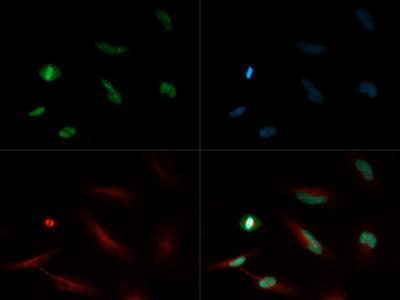 HIST4H4 Antibody - Immunofluorescence of rabbit Anti-Histone H4 [Monomethyl Lys20] Antibody. Tissue: HeLa cells. Fixation: 0.5% PFA. Antigen retrieval: Not required. Primary antibody: Histone H4 [Monomethyl Lys20] antibody at a 1:500 dilution for 1 h at RT. Secondary antibody: FITC secondary antibody at 1:10,000 for 45 min at RT. Localization: Histone H4 [Monomethyl Lys20] is nuclear and chromosomal. Staining: Histone H4 [Monomethyl Lys20] is expressed in green, nuclei and alpha-tubulin are counterstained with DAPI (blue) and Dylight 550 (red).