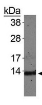 HIST4H4 Antibody - Western Blot of rabbit Anti-Histone H4 [Monomethyl Lys20] Antibody. Lane 1: NIH-3T3 histone preps. Load: 30 µg per lane. Primary antibody: Histone H4 [Monomethyl Lys20] at 1:500 for overnight at 4°C. Secondary antibody: rabbit secondary antibody at 1:10,000 for 45 min at RT. Block: 5% BLOTTO overnight at 4°C. Predicted/Observed size: ~13 kDa. Other band(s): None.