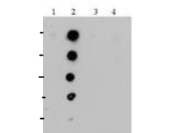 HIST4H4 Antibody - Dot Blot of rabbit Histone H4 [Monomethyl Lys20] Antibody. Antigen: Lane 1: unmodified. Lane 2: K20me1. Lane 3: K20me2. Lane 4: K20me3. Load: 0.6, 1, 3, 6, and 10 picomoles of peptide. Primary antibody: Histone H4 [Monomethyl Lys20] antibody at 2 µg/ml for 45 min at 4°C. Secondary antibody: DyLight 488 rabbit secondary antibody at 1:10,000 for 45 min at RT. Block: 5% BLOTTO overnight at 4°C.