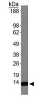 HIST4H4 Antibody - Western Blot of rabbit Anti-Histone H4 [Dimethyl Lys20] Antibody. Lane 1: HeLa histone preps. Load: 30 µg per lane. Primary antibody: Histone H4 [Dimethyl Lys20] at 1:2000 for overnight at 4°C. Secondary antibody: rabbit secondary antibody at 1:10,000 for 45 min at RT. Block: 5% BLOTTO overnight at 4°C. Predicted/Observed size: ~13 kDa. Other band(s): None.