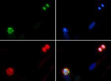 HIST4H4 Antibody - Immunofluorescence of rabbit Anti-Histone H4 [p Ser1] Antibody. Tissue: Nonmitotic, prophase, and telophase HeLa cells. Fixation: 0.5% PFA. Antigen retrieval: Not required. Primary antibody: Histone H4 [p Ser1] antibody at a 1:50 dilution for 1 h at RT. Secondary antibody: FITC secondary antibody at 1:10,000 for 45 min at RT. Localization: Histone H4 [p Ser1] is nuclear. Staining: Histone H4 [p Ser1] is expressed in green, nuclei and alpha-tubulin are counterstained with DAPI (blue) and Dylight 594 (red).