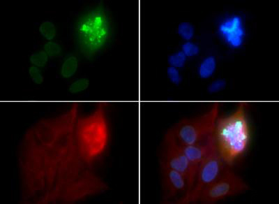 HIST4H4 Antibody - Immunofluorescence of rabbit Anti-Histone H4 [p Ser1] Antibody. Tissue: Nonmitotic and telophase HeLa cells. Fixation: 0.5% PFA. Antigen retrieval: Not required. Primary antibody: Histone H4 [p Ser1] antibody at a 1:50 dilution for 1 h at RT. Secondary antibody: FITC secondary antibody at 1:10,000 for 45 min at RT. Localization: Histone H4 [p Ser1] is nuclear. Staining: Histone H4 [p Ser1] is expressed in green, nuclei and alpha-tubulin are counterstained with DAPI (blue) and Dylight 594 (red).