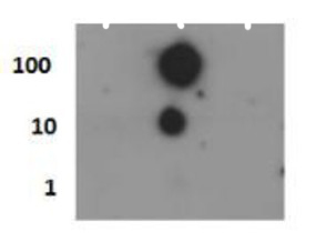 HIST4H4 Antibody - Dot Blot of rabbit Histone H4 [p Ser1] Antibody. Lane 1: Histone H4, 1-15. Lane 2: Histone H4 pS1. Lane 3: Histone H4, 1-24. Load: 1, 10, and 100 picomoles of peptide. Primary antibody: Histone H4 [p Ser1] antibody at 0.1 µg/ml for 45 min at 4°C. Secondary antibody: DyLight 488 rabbit secondary antibody at 1:10,000 for 45 min at RT. Block: 5% BLOTTO overnight at 4°C.