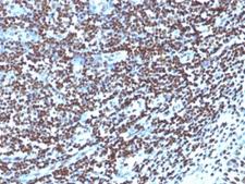 Histone Antibody - Formalin-fixed, paraffin-embedded human tonsil stained with Histone antibody (1415-1).  This image was taken for the unmodified form of this product. Other forms have not been tested.