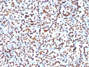Histone Antibody - FFPE human pancreas tested with Histone H1 antibody (1415-1).  This image was taken for the unmodified form of this product. Other forms have not been tested.