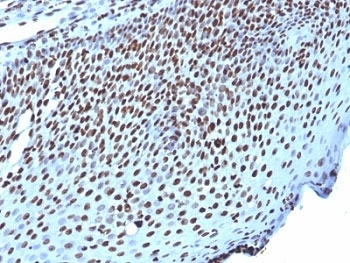 Histone Antibody - Formalin-fixed, paraffin-embedded human tonsil stained with Histone antibody (AE-4).  This image was taken for the unmodified form of this product. Other forms have not been tested.