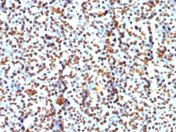 Histone Antibody - FFPE human pancreas tested with Histone antibody (AE-4).  This image was taken for the unmodified form of this product. Other forms have not been tested.