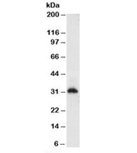 Histone Antibody - Western blot testing of HeLa cell lysate (nuclear fraction) with Histone antibody (clone AE-4). Observed molecular weight ~22/30-33kDa (unmodified/modified).