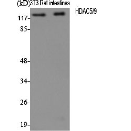 Histone Deacetylase HDAC5 / HDAC9 Antibody - Western blot of HDAC5/9 antibody