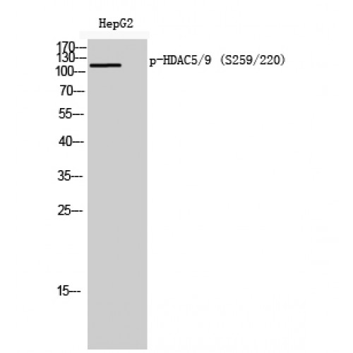 Histone Deacetylase HDAC5 / HDAC9 Antibody - Western blot of Phospho-HDAC5/9 (S259/220) antibody