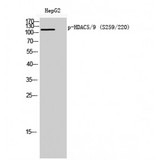 Histone Deacetylase HDAC5 / HDAC9 Antibody - Western blot of Phospho-HDAC5/9 (S259/220) antibody