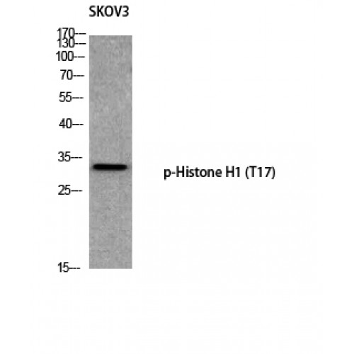 Histone H1 Antibody - Western blot of Phospho-Histone H1 (T17) antibody