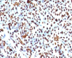 Histone H1 Antibody - FFPE human pancreas tested with Histone H1 antibody (HH1/957).  This image was taken for the unmodified form of this product. Other forms have not been tested.