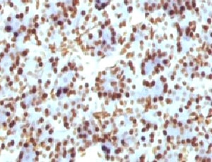 Histone H1 Antibody - Formalin-fixed, paraffin-embedded rat pancreas stained with Histone H1 antibody (HH1/957).  This image was taken for the unmodified form of this product. Other forms have not been tested.