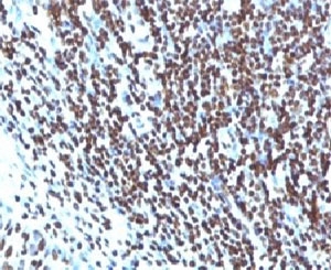Histone H1 Antibody - Formalin-fixed, paraffin-embedded human tonsil stained with Histone H1 antibody (HH1/957).  This image was taken for the unmodified form of this product. Other forms have not been tested.