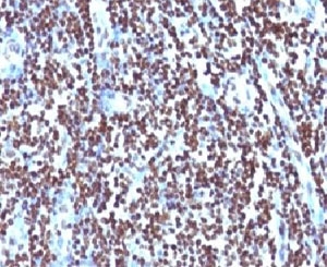 Histone H1 Antibody - IHC testing of FFPE human tonsil and Histone H1 antibody (clone OSHT-2).  This image was taken for the unmodified form of this product. Other forms have not been tested.