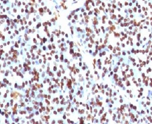 Histone H1 Antibody - IHC testing of FFPE human pancreas and Histone H1 antibody (clone OSHT-2).  This image was taken for the unmodified form of this product. Other forms have not been tested.