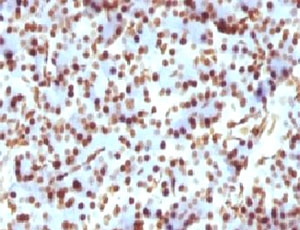 Histone H1 Antibody - IHC testing of FFPE rat pancreas and Histone H1 antibody (clone OSHT-2).  This image was taken for the unmodified form of this product. Other forms have not been tested.