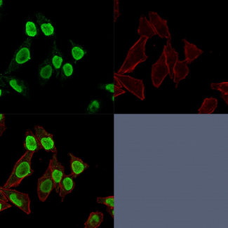 Histone H1 Antibody - Confocal Immunofluorescence image of HeLa cells using Histone H1 Mouse Monoclonal Antibody (r1415-1) Green (CF488) and Phalloidin (Red) is used to label the membranes.