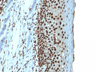 Histone H1 Antibody - Formalin-fixed, paraffin-embedded human Tonsil stained with Histone H1 Mouse Recombinant Monoclonal Antibody (r1415-1).