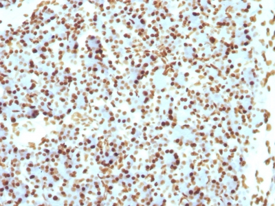 Histone H1 Antibody - Formalin-fixed, paraffin-embedded Rat Pancreas stained with Histone H1 Mouse Recombinant Monoclonal Antibody (r1415-1).