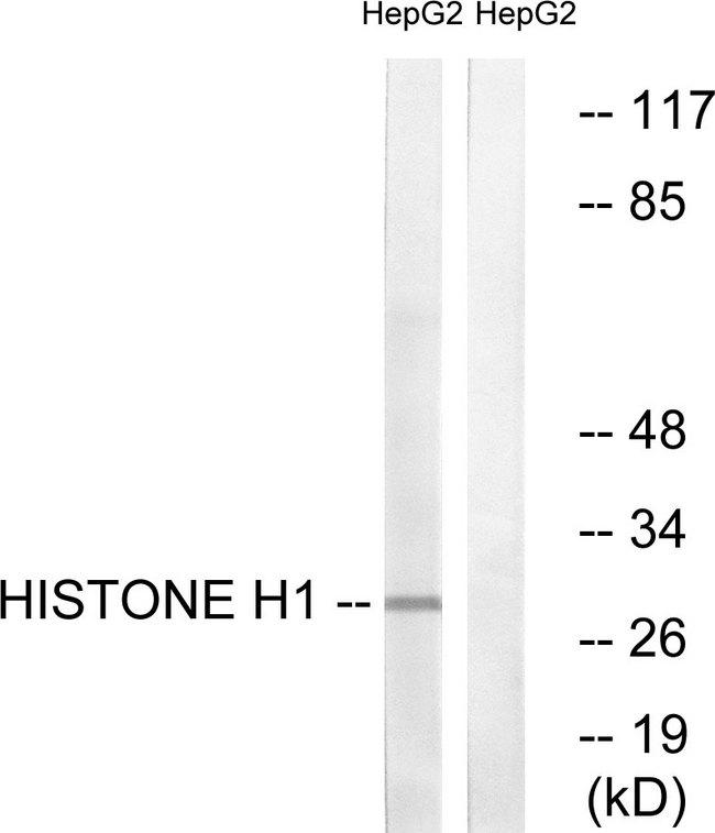 Histone H1 Antibody - Western blot analysis of extracts from HepG2 cells, using Histone H1 (Ab-17) antibody.
