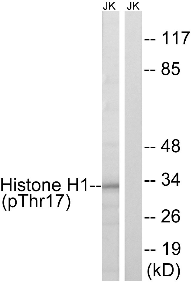 Histone H1 Antibody - Western blot analysis of lysates from Jurkat cells treated with UV 15', using Histone H1 (Phospho-Thr17) Antibody. The lane on the right is blocked with the phospho peptide.