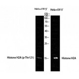 Histone H2A Antibody - Western blot of Phospho-Histone H2A (T121) antibody