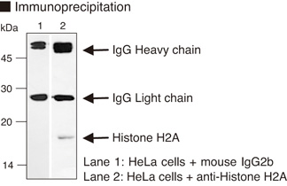 Histone H2A Antibody