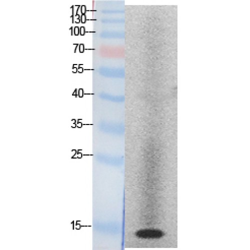 Histone H2A Antibody - Western blot of Histone H2A antibody