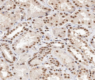 Histone H2A Antibody - 1:200 staining human kidney tissue by IHC-P. The tissue was formaldehyde fixed and a heat mediated antigen retrieval step in citrate buffer was performed. The tissue was then blocked and incubated with the antibody for 1.5 hours at 22°C. An HRP conjugated goat anti-rabbit antibody was used as the secondary.