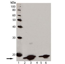 Histone H2A.X Antibody - Western blot of [pSer139] Histone H2AXmonoclonal antibody (9F3): Lane 1: MW marker; Lane 2: Jurkat cell lysate; Lane 3: Jurkat cell lysate treated with staurosporine; Lane 4: 3T3 cell lysate; Lane 5: CHO-K1 cell lysate; Lane 6: Rat-2 cell lysate.