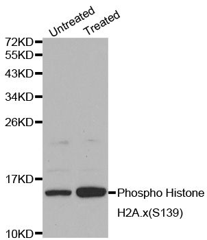 Histone H2A.X Antibody - Western blot analysis on Jurkat cell lysates.