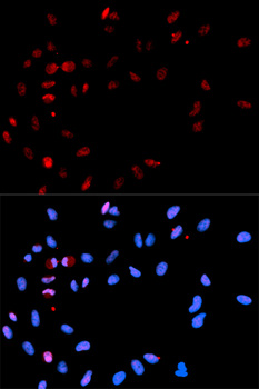 Histone H2A.X Antibody - Immunofluorescence analysis of U2OS cells.