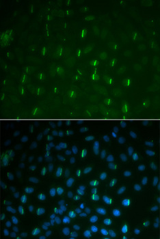 Histone H2A.X Antibody - Immunofluorescence analysis of U2OS cells.