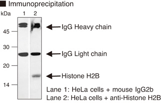 Histone H2B Antibody