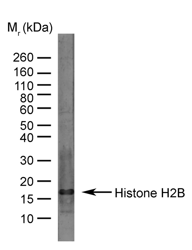 Histone H2B Antibody - Histone H2B detected with Sheep anti-Bovine Histone H2B