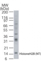 Histone H2B Antibody - Western blot of HistoneH2B using antibody at 1:500 against human PBMC lysate.