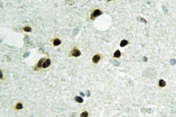 Histone H2B Antibody - IHC of Histone H2B (K24) pAb in paraffin-embedded human brain tissue.