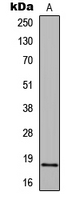 Histone H2B Antibody - Western blot analysis of Histone H2B expression in HT29 (A) whole cell lysates.