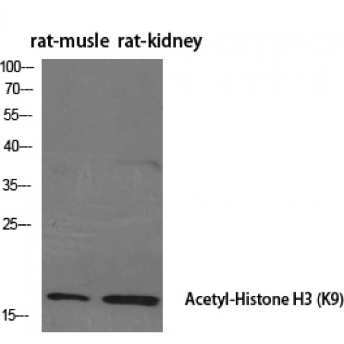 Histone H3 Antibody - Western blot of Acetyl-Histone H3 (K9) antibody