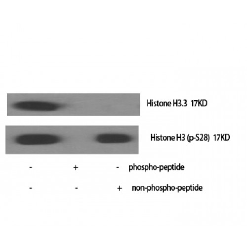 Histone H3 Antibody - Western blot of Phospho-Histone H3 (S28) antibody
