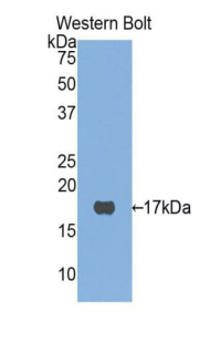Histone H3 Antibody - Western blot of recombinant Histone H3.