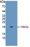 Histone H3 Antibody - Western Blot ; Sample: Recombinant H3, Mouse.
