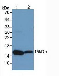 Histone H3 Antibody - Western Blot; Sample: Lane1: Mouse Ovary Tissue; Lane2: Mouse Brain Tissue.