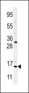 Histone H3 Antibody - Western blot of Histone H3 in CEM cell line lysates (35 ug/lane). Histone H3(arrow) was detected using the purified antibody.